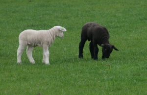 lambs-